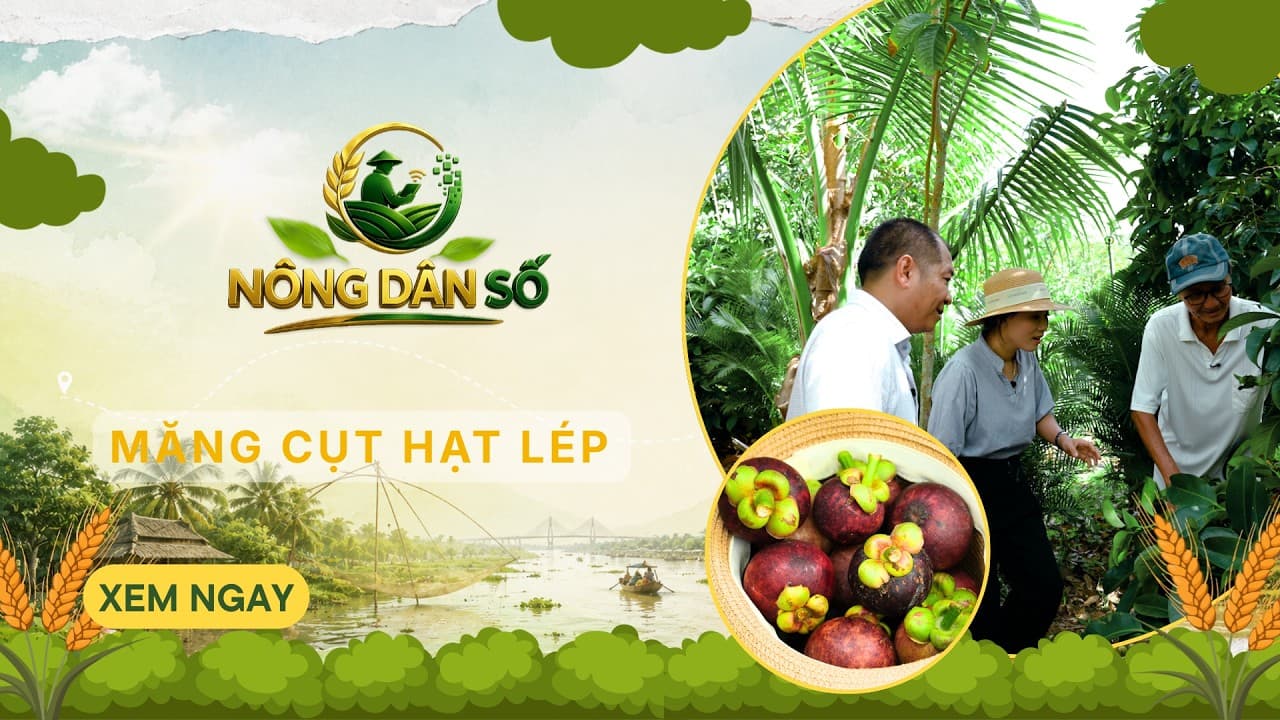 MĂNG CỤT HẠT LÉP | VTV10 - Đài Truyền hình Việt Nam